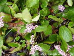 Bergenia crassifolia (L.) Fritsch 3.Image