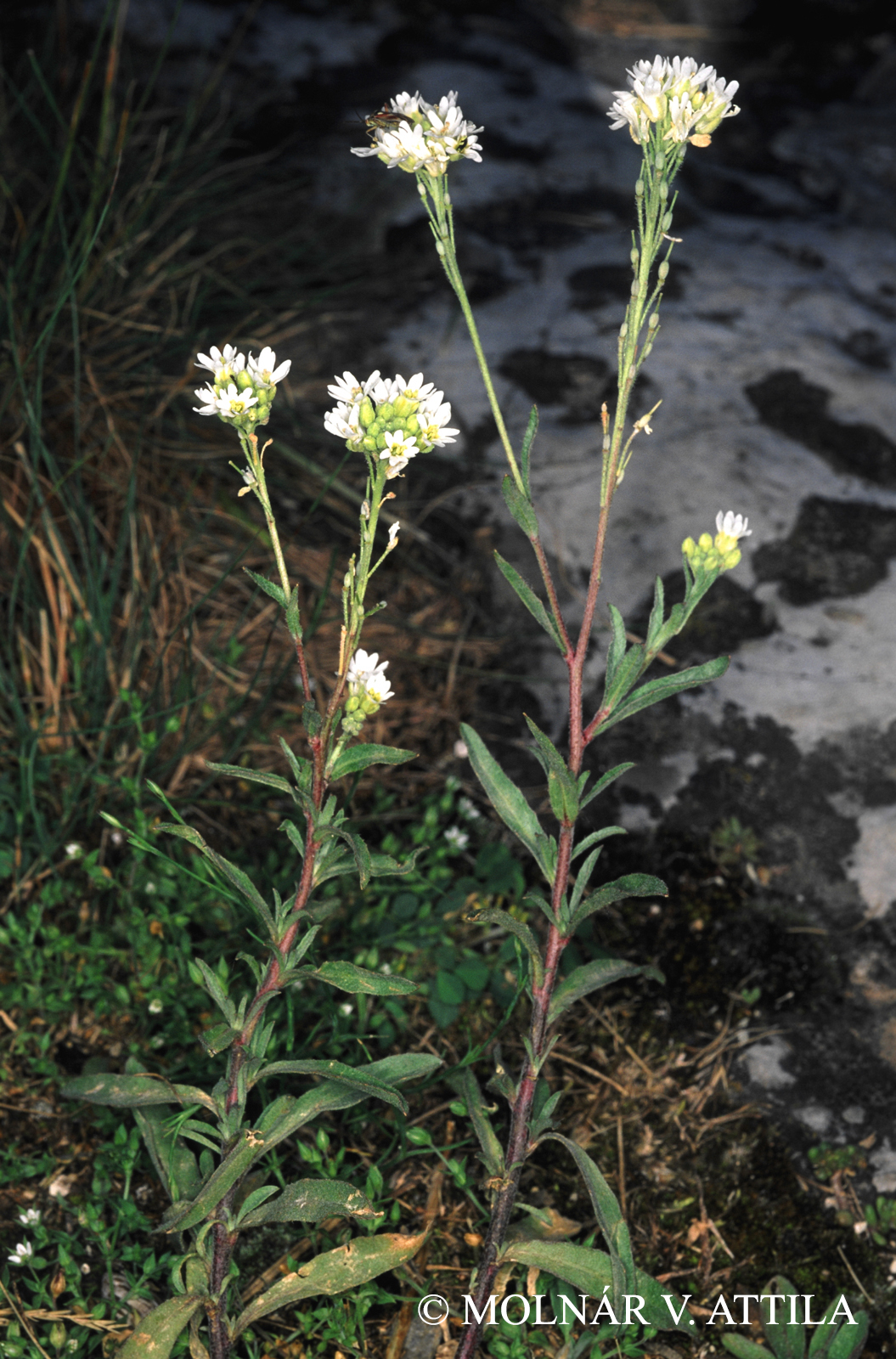 Berteroa incana (L.) DC.