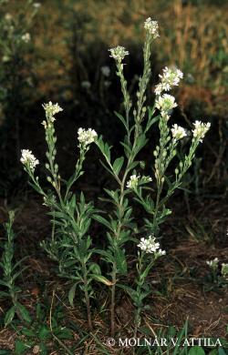 Berteroa incana (L.) DC. 2.Image