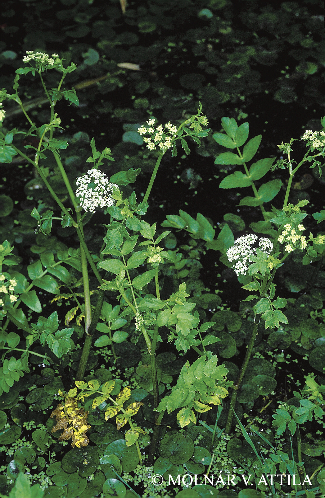 Berula erecta (Huds.) Coville