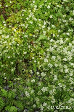 Berula erecta (Huds.) Coville 2.Kép