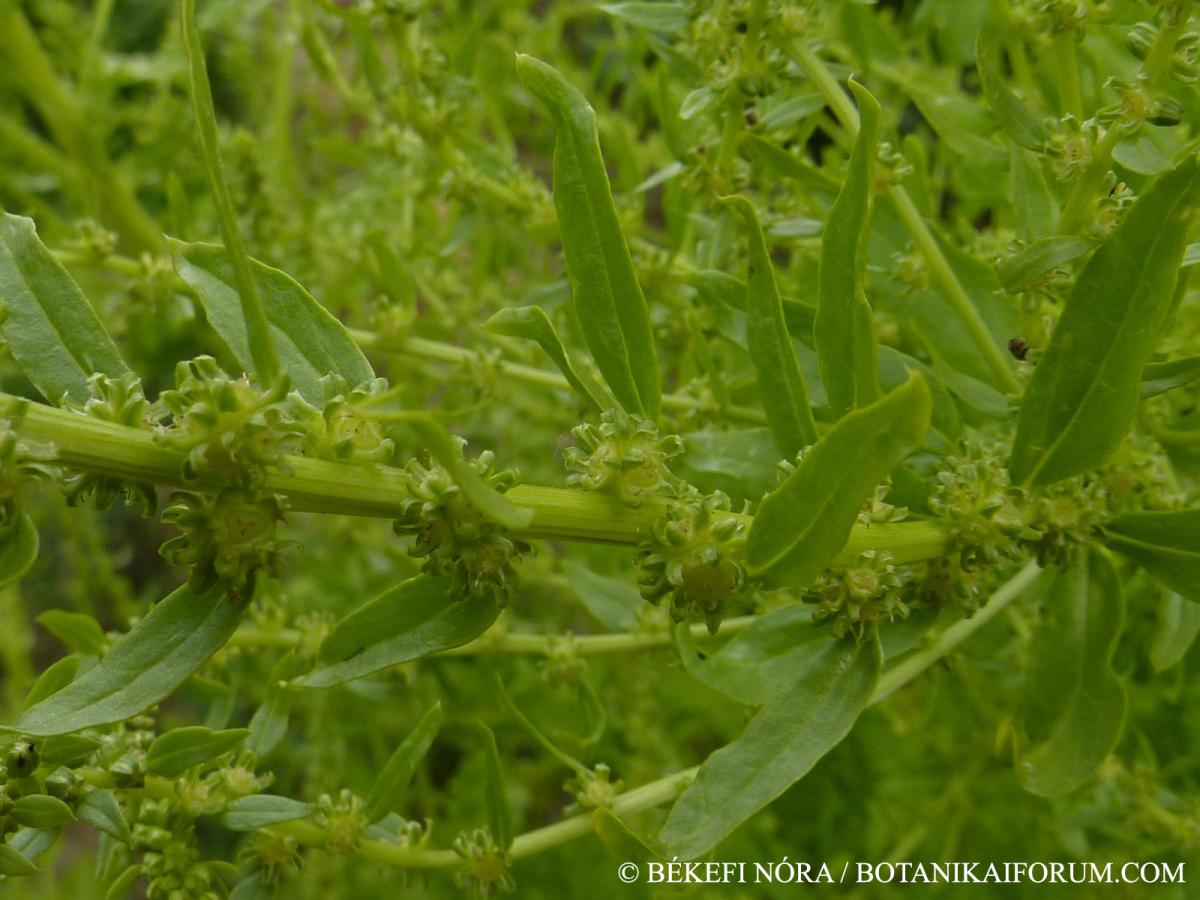 Beta vulgaris L.
