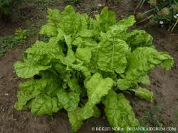 Beta vulgaris L. 2.Image