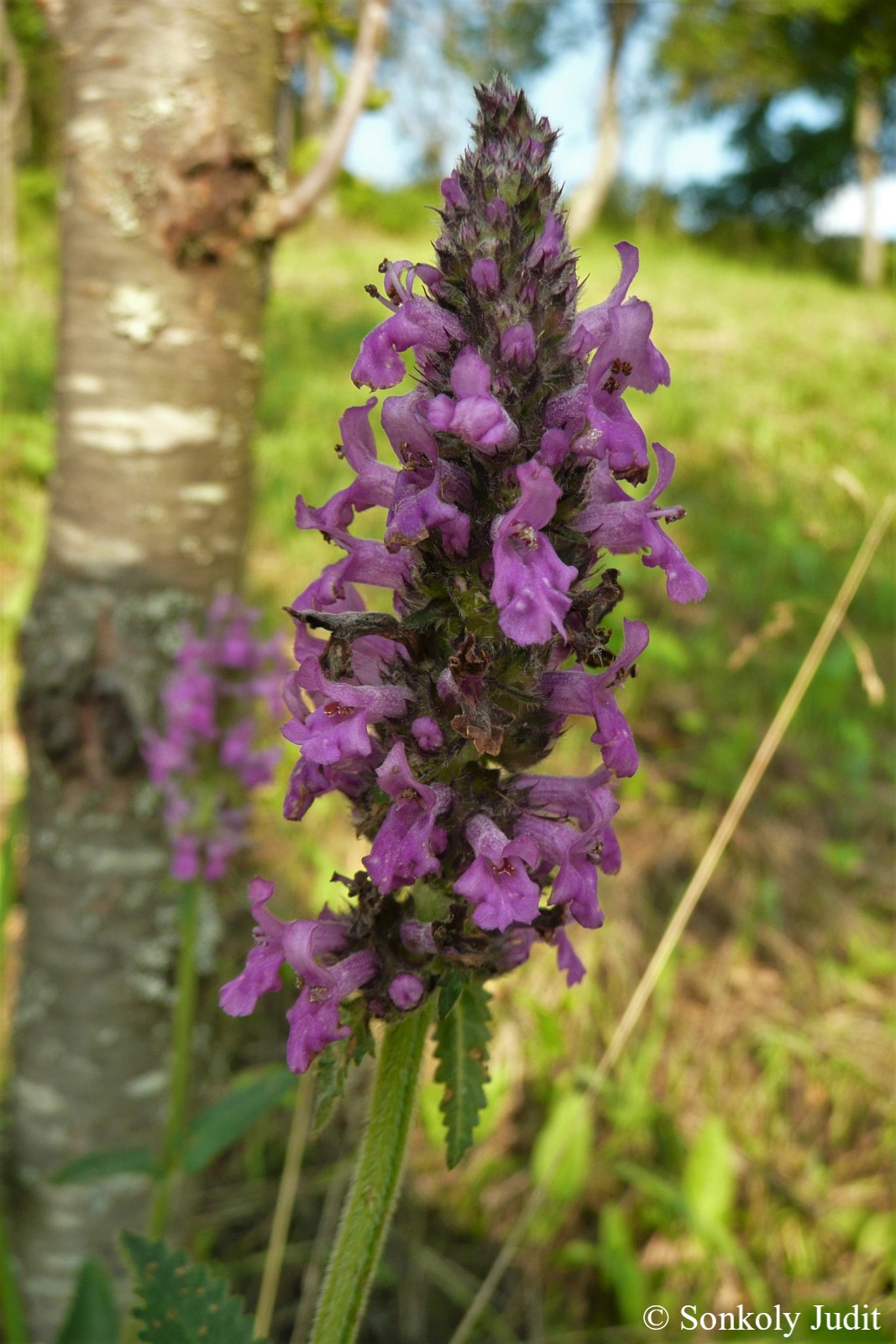 Betonica officinalis L.