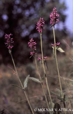Betonica officinalis L. 3.Image