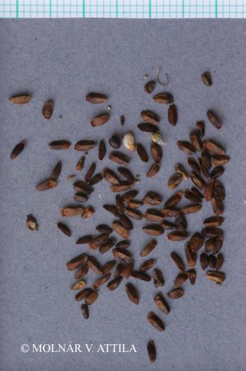 Betonica officinalis L. 4.Image