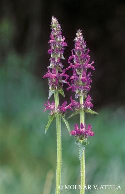 Betonica officinalis L. 2.Image