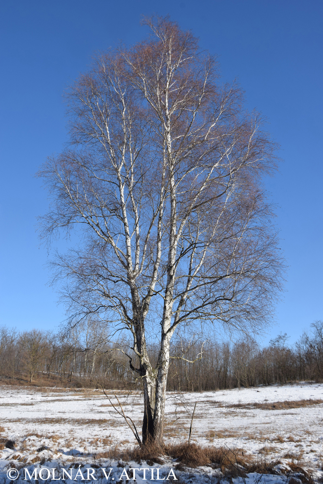 Betula pubescens Ehrh.