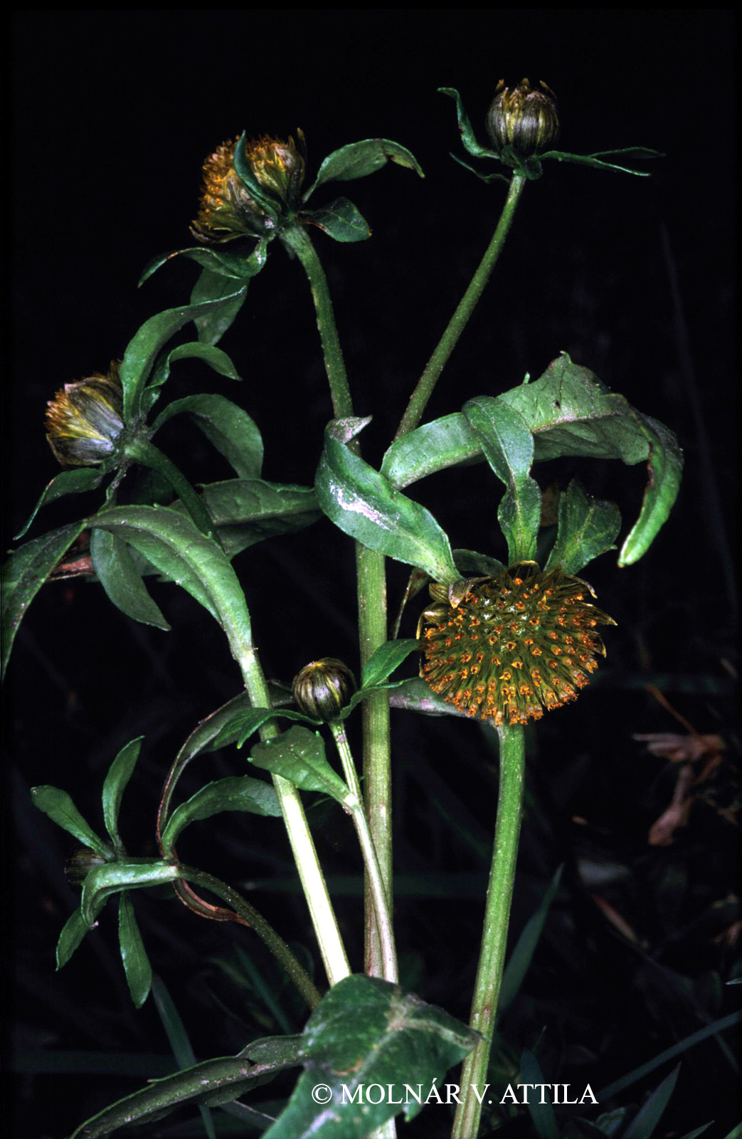 Bidens cernua L.