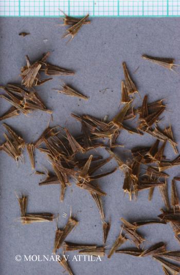 Bidens cernua L. 2.Kép