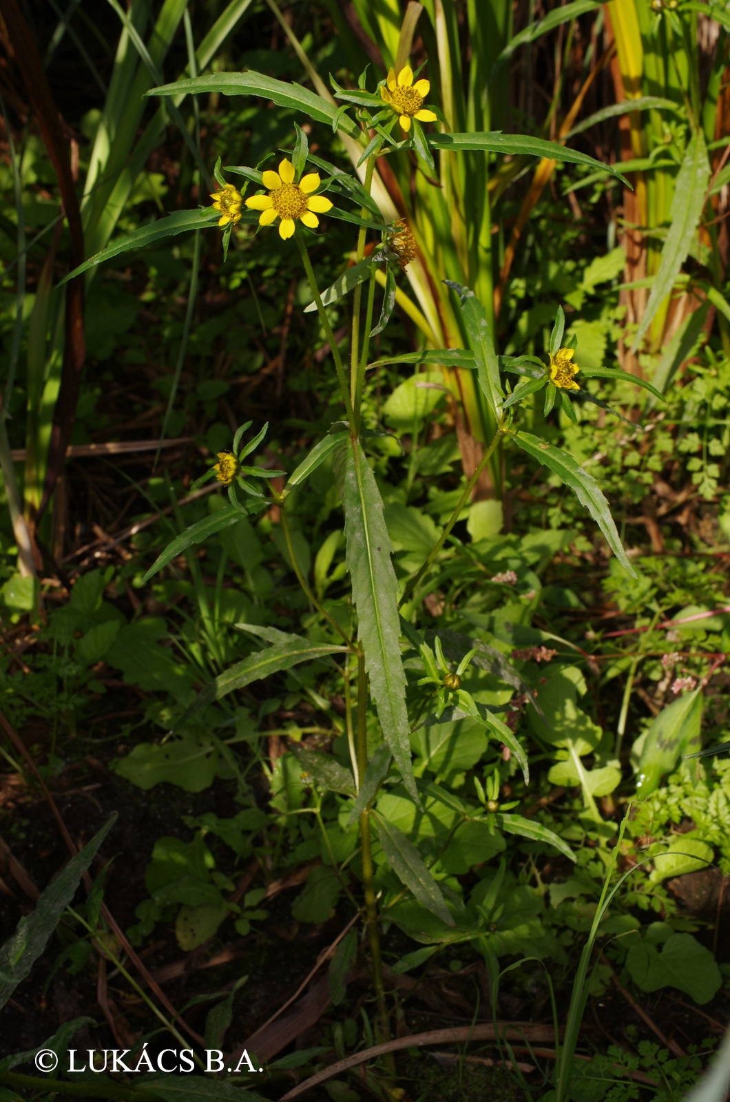 Bidens frondosa L.