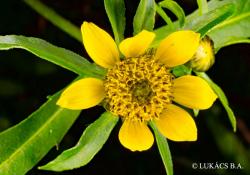 Bidens frondosa L. 2.Image
