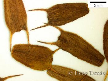 Bidens frondosa L. 3.Image