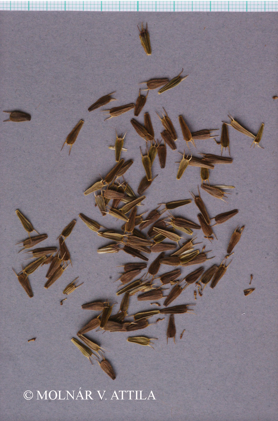 Bidens tripartita L.