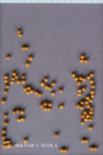 Bifora radians M. Bieb. 2.Kép