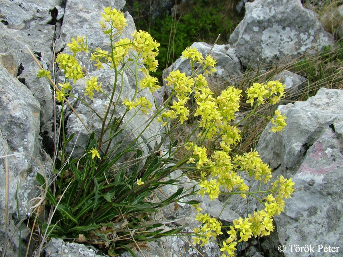 Biscutella laevigata L.