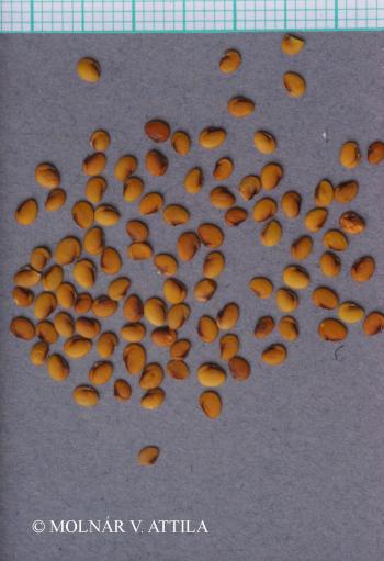 Biscutella laevigata L. 3.Kép