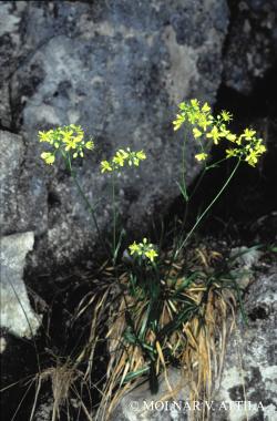 Biscutella laevigata L. 2.Kép