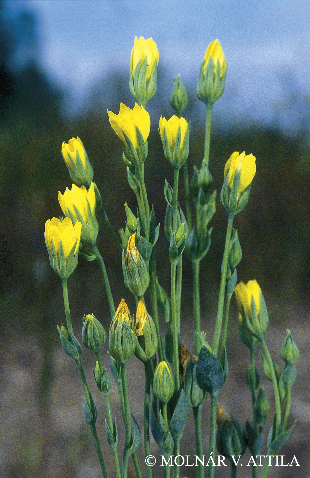 Blackstonia acuminata (W.D.J. Koch et Ziz) Domin