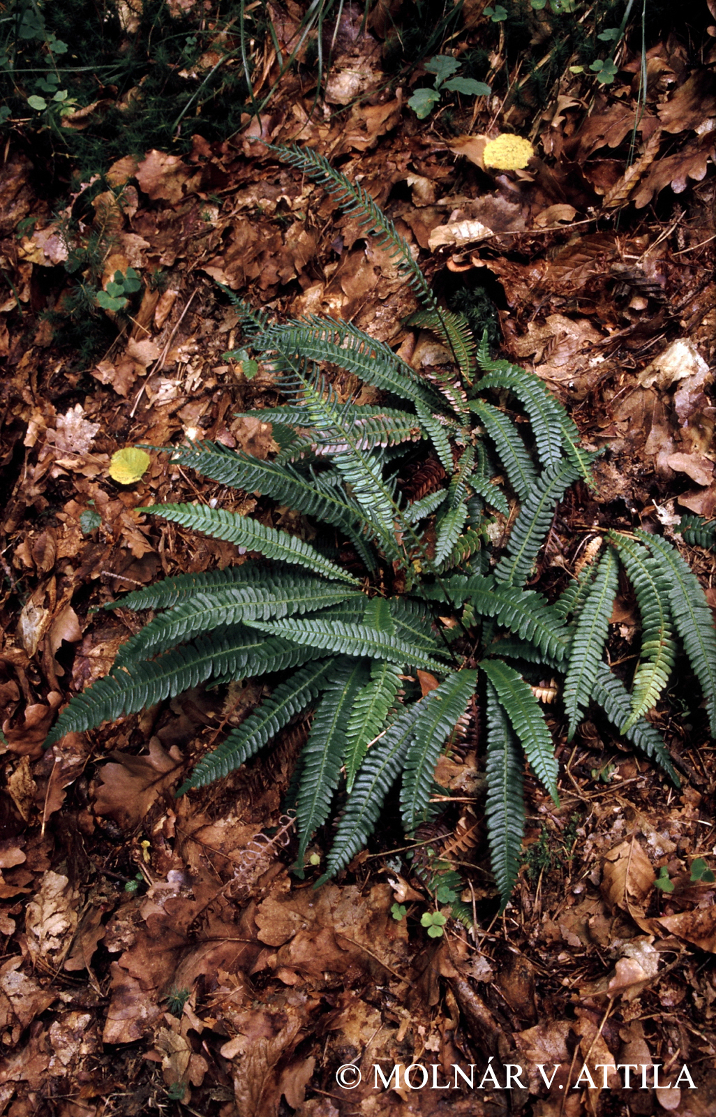 Blechnum spicant (L.) Roth