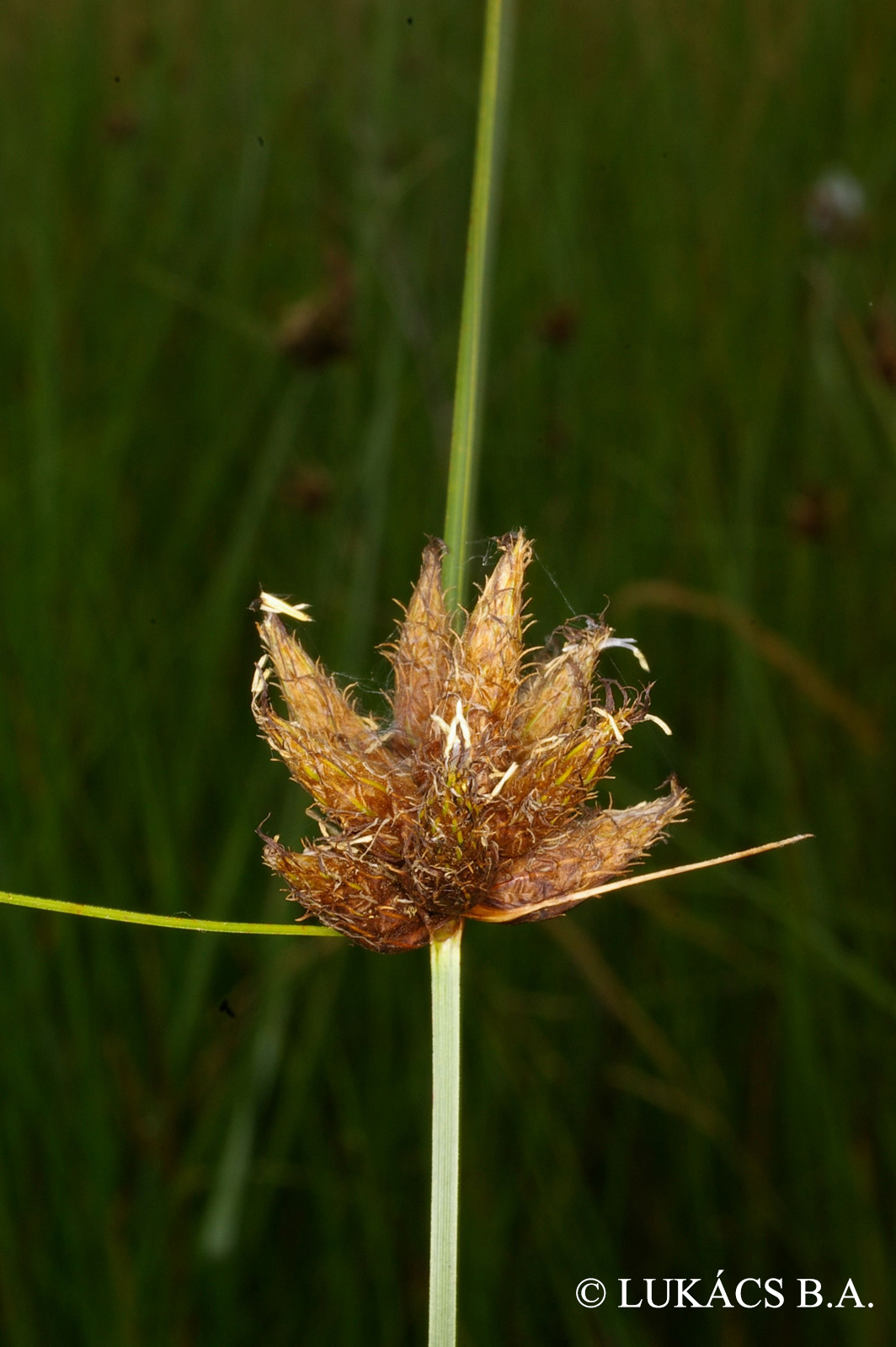 Bolboschoenus maritimus agg.