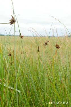 Bolboschoenus maritimus agg. 2.Kép