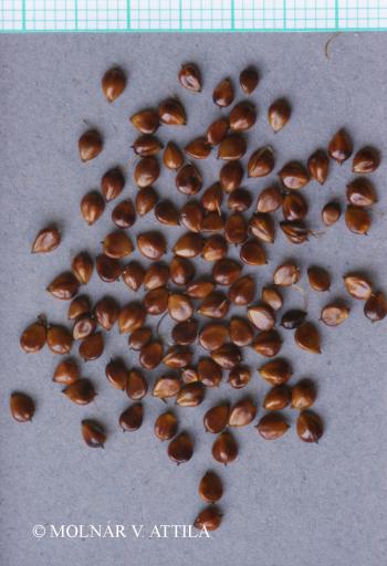Bolboschoenus maritimus agg. 3.Kép