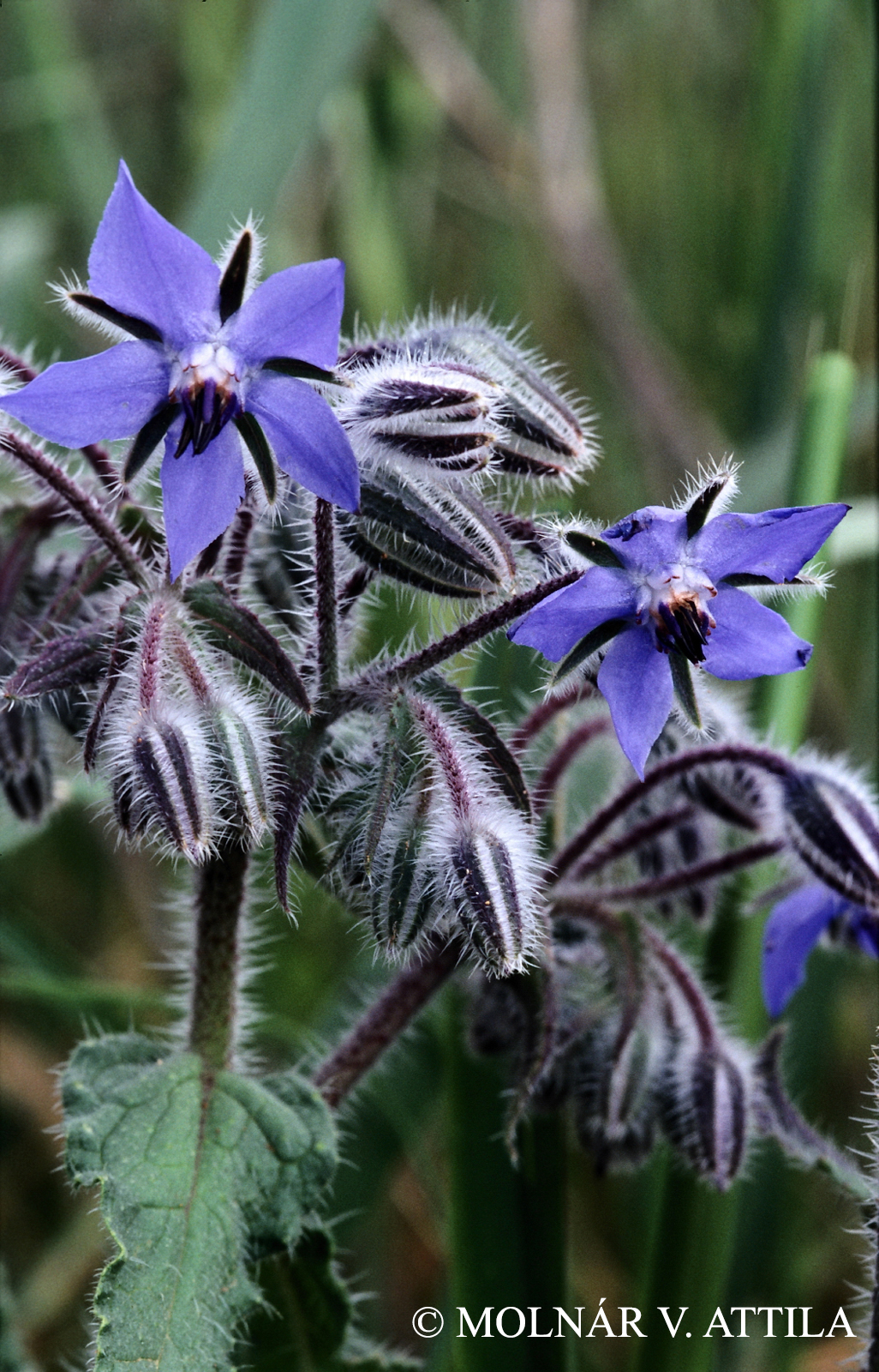 Borago officinalis L.