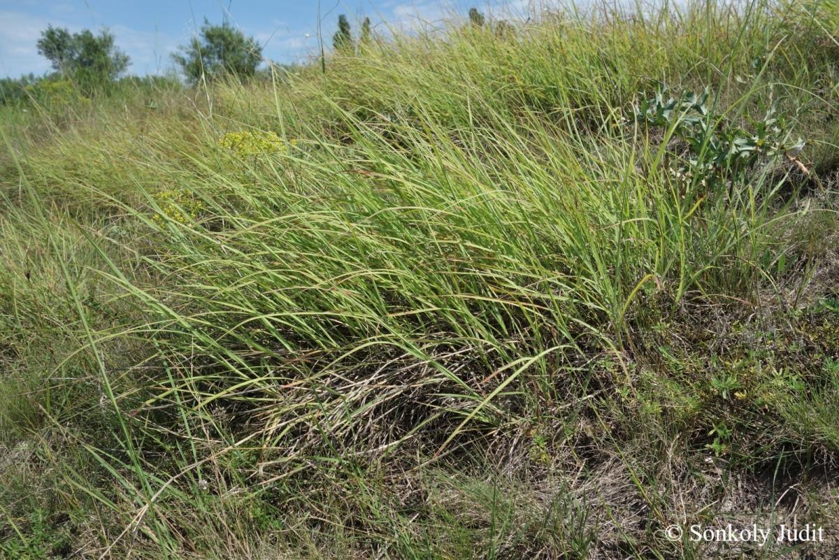 Bothriochloa ischaemum (L.) Keng