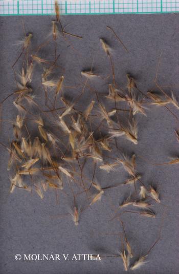 Bothriochloa ischaemum (L.) Keng 2.Image