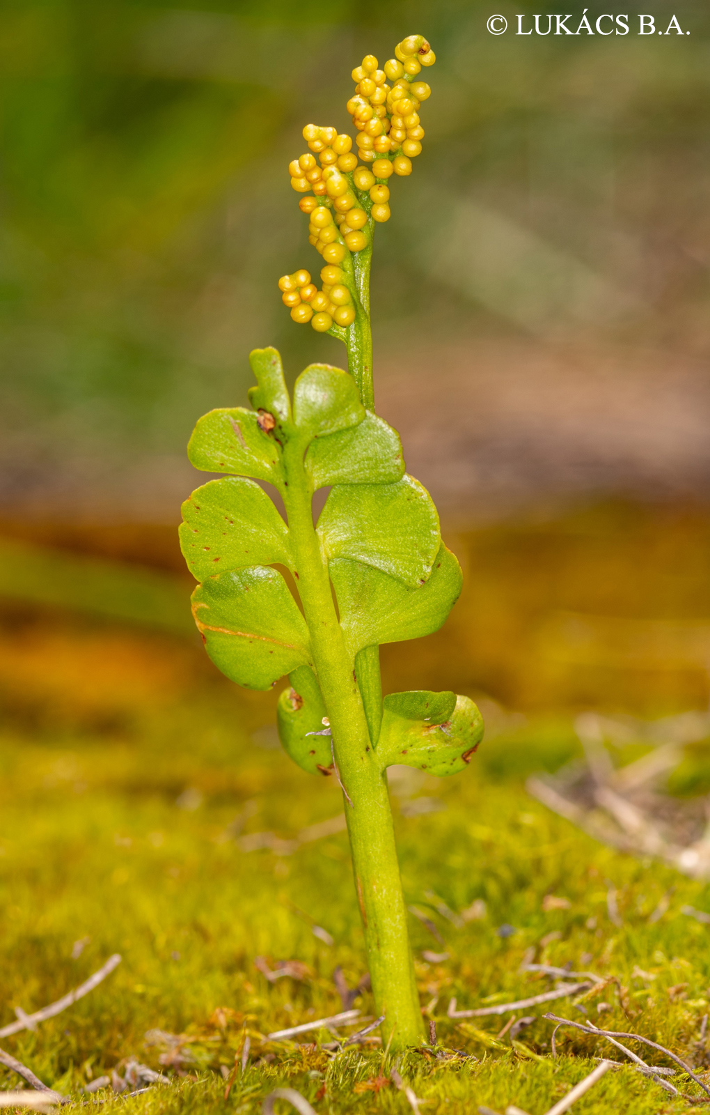 Botrychium lunaria (L.) Sw.