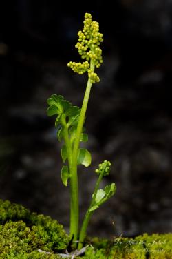Botrychium lunaria (L.) Sw. 2.Image