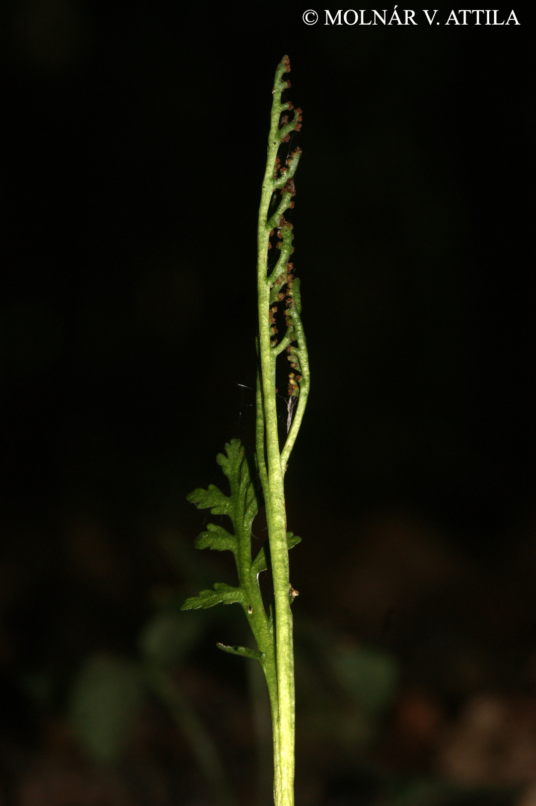 Botrychium matricariifolium (Reiz.) A. Braun