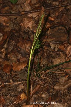 Botrychium matricariifolium (Reiz.) A. Braun 2.Image