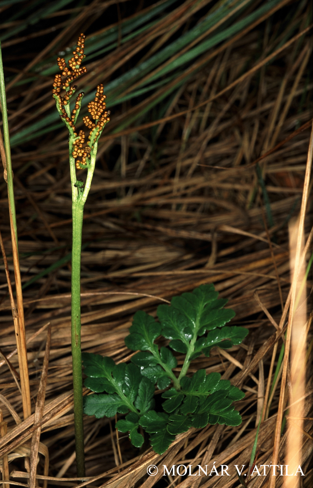 Botrychium multifidum (S.G. Gmel.) Rupr.