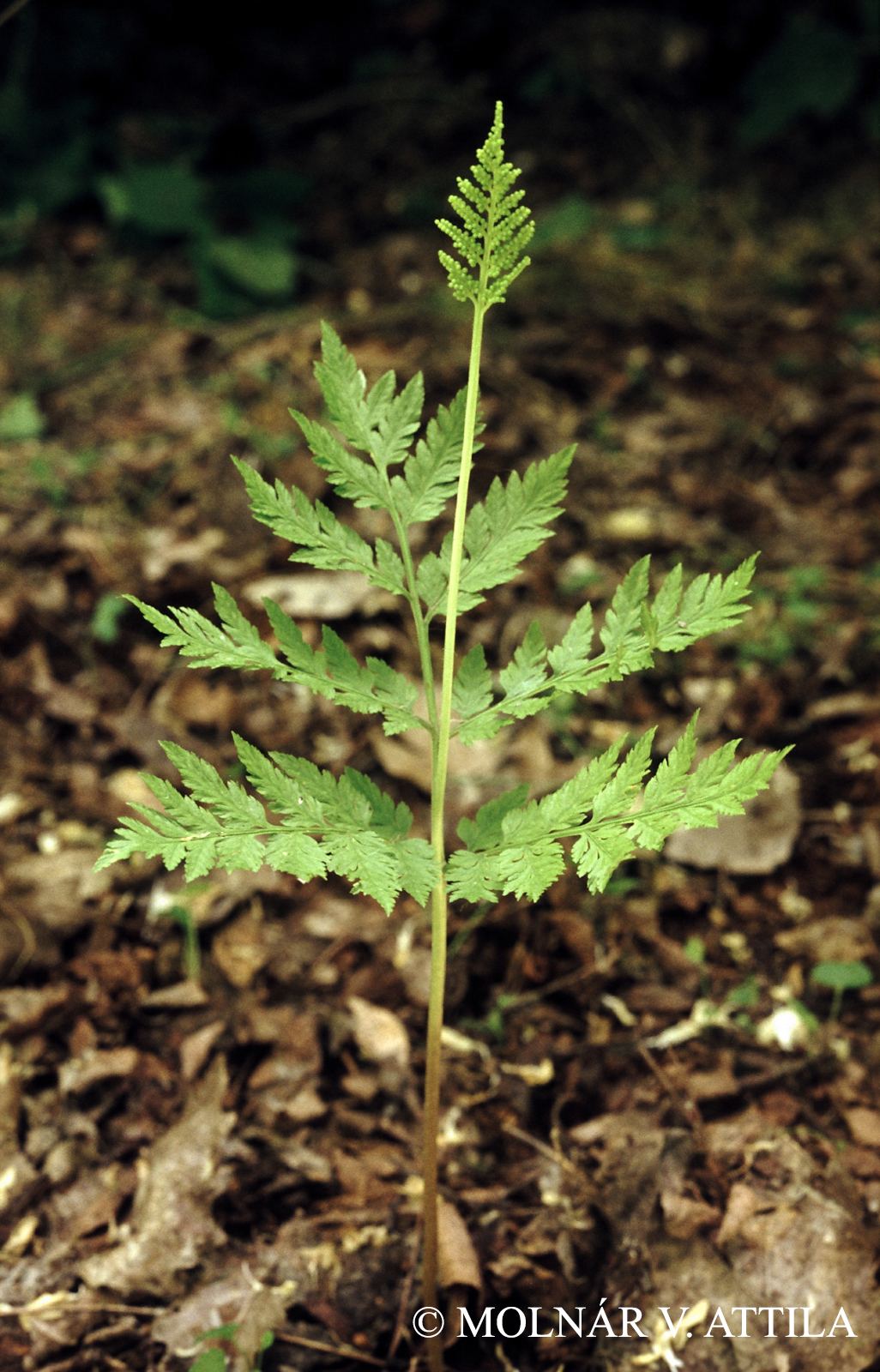 Botrychium virginianum (L.) Sw.