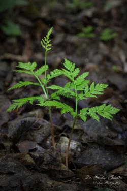 Botrychium virginianum (L.) Sw. 2.Image