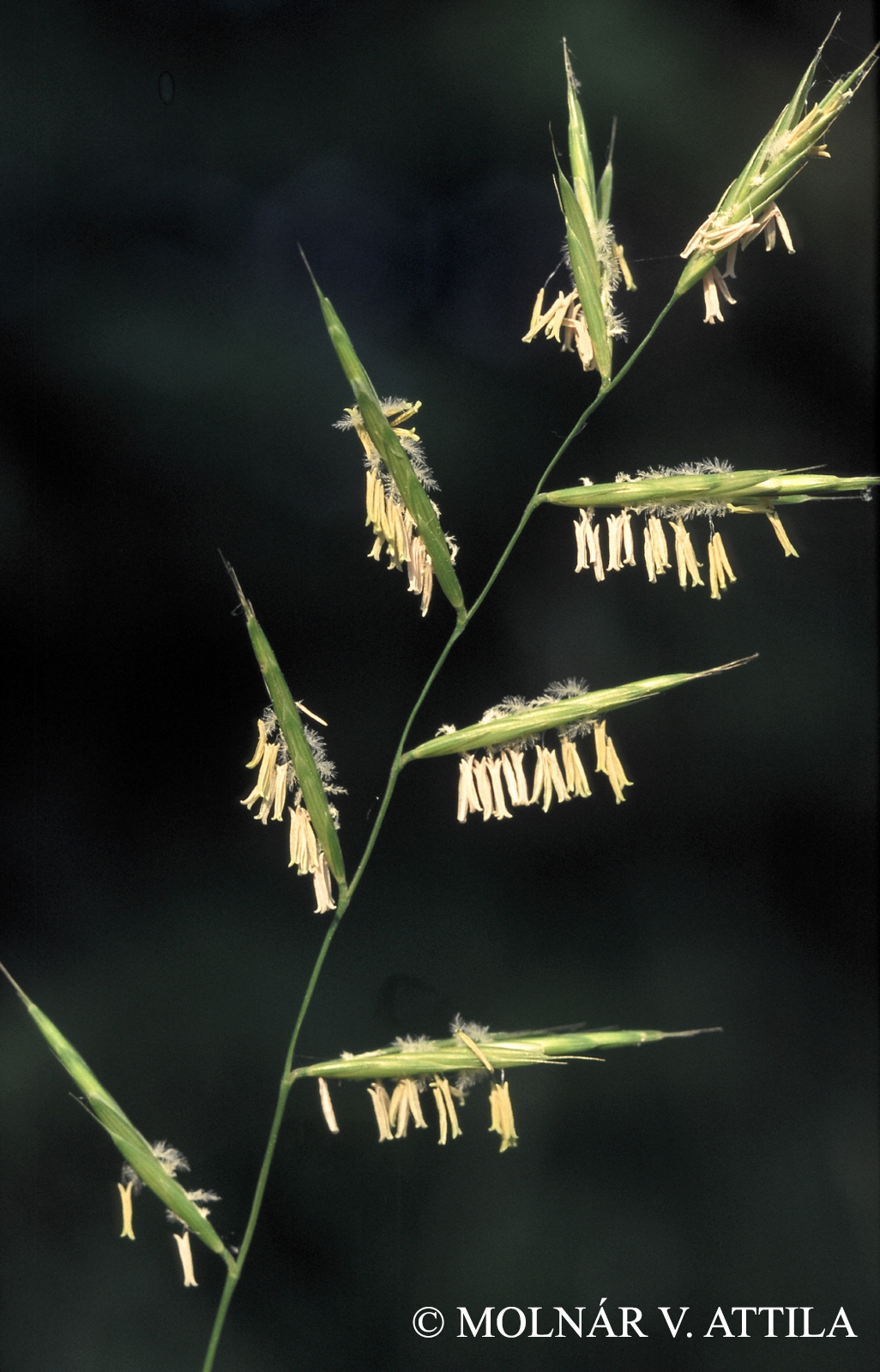 Brachypodium pinnatum agg.