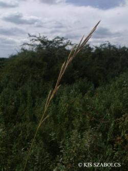 Brachypodium pinnatum agg. 2.Image