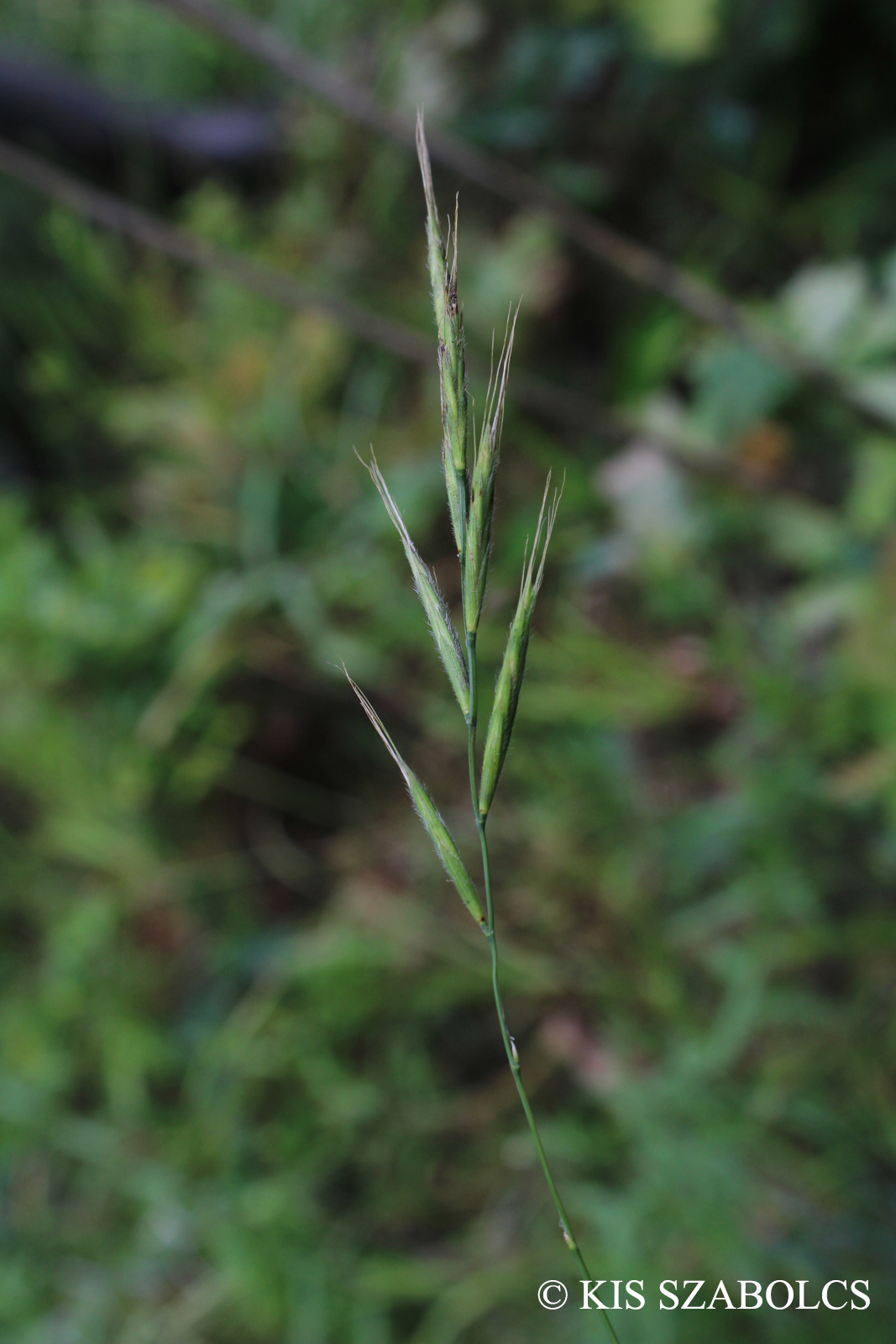 Brachypodium sylvaticum (Huds.) Beauv.