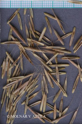 Brachypodium sylvaticum (Huds.) Beauv. 2.Image