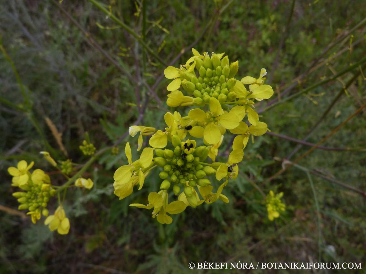 Brassica elongata Ehrh.