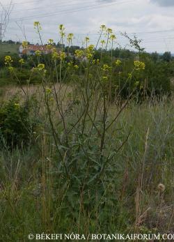 Brassica elongata Ehrh. 2.Image