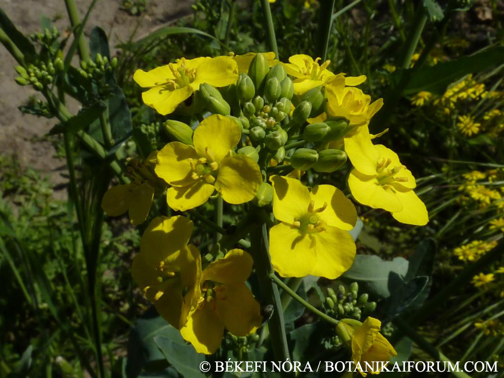 Brassica rapa L.