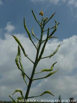 Brassica rapa L. 2.Image