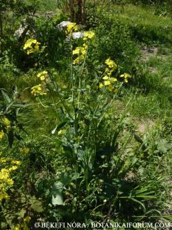 Brassica rapa L. 3.Image