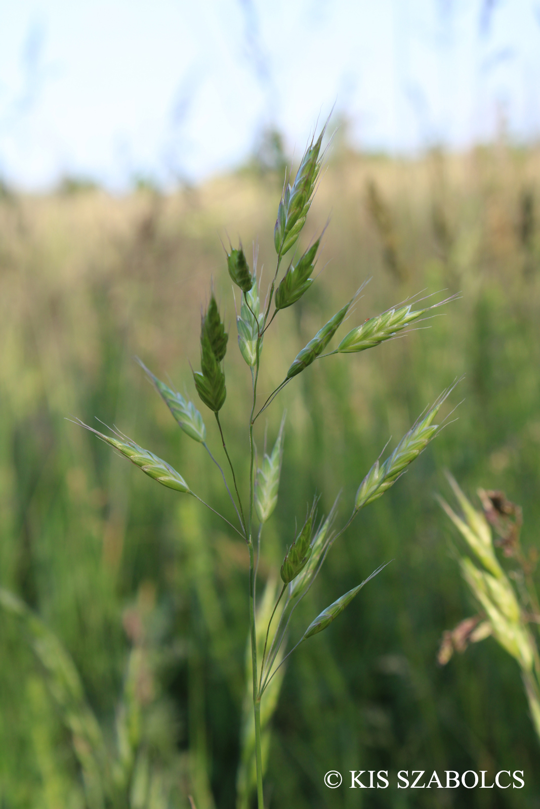 Bromus arvensis L.