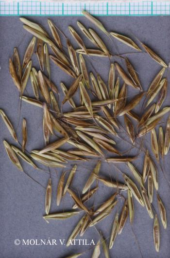 Bromus arvensis L. 2.Kép