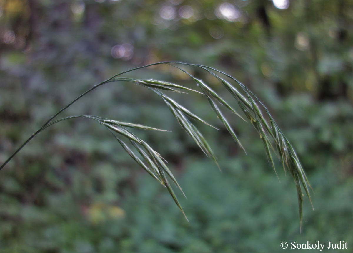 Bromus benekenii (Lange) Trimen