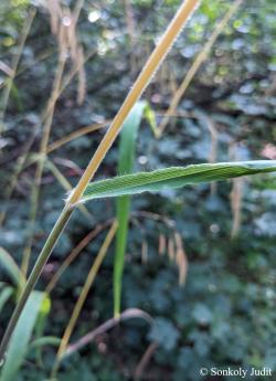 Bromus benekenii (Lange) Trimen 2.Kép